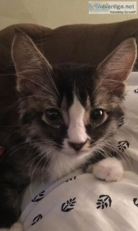 Kitten
