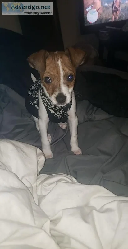 Rat terrier pup missing