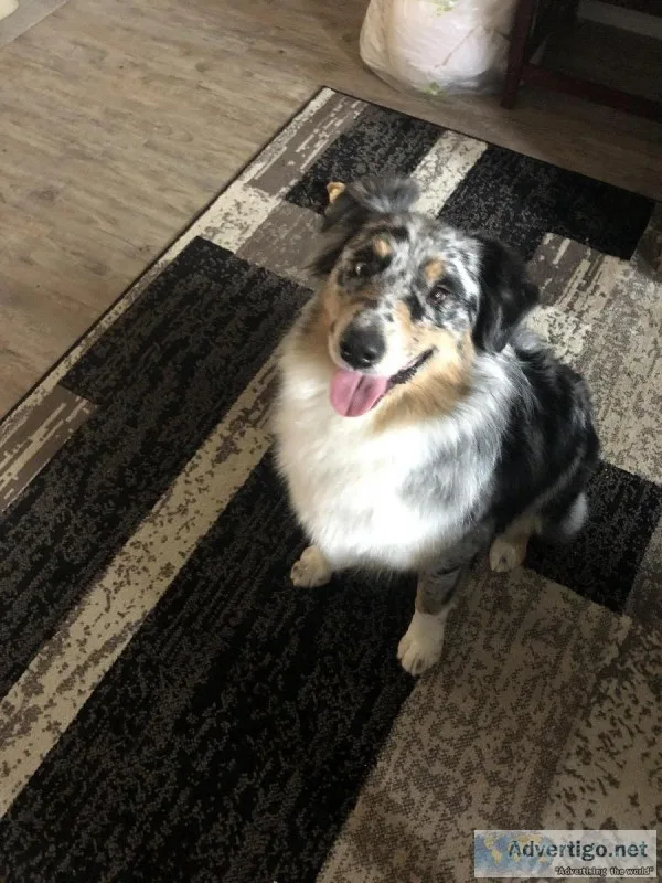 Australian Sheppard male.