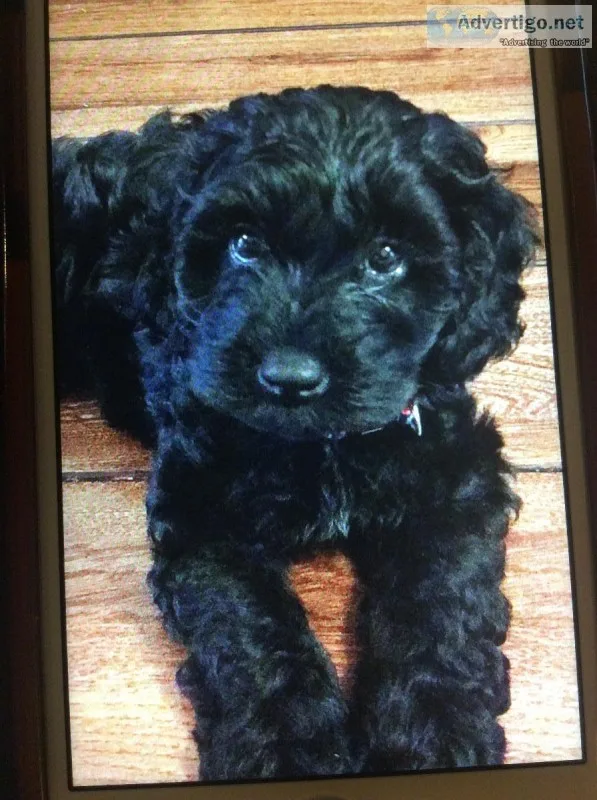 Miniature Cockapoo puppies