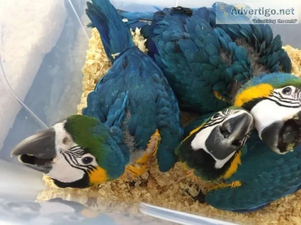Adult and baby macaw parrots for sale