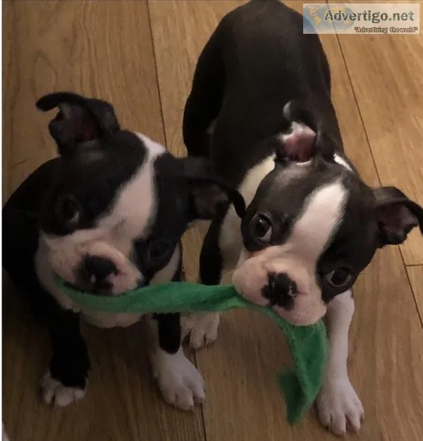 Stunning boston terrier pups available