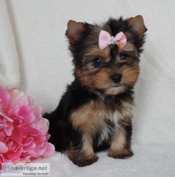 Home raised and house broken yorkies