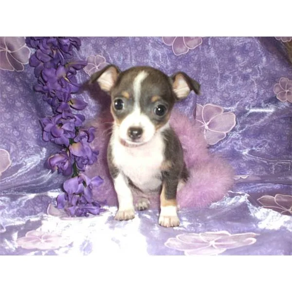 Chihuahua puppy