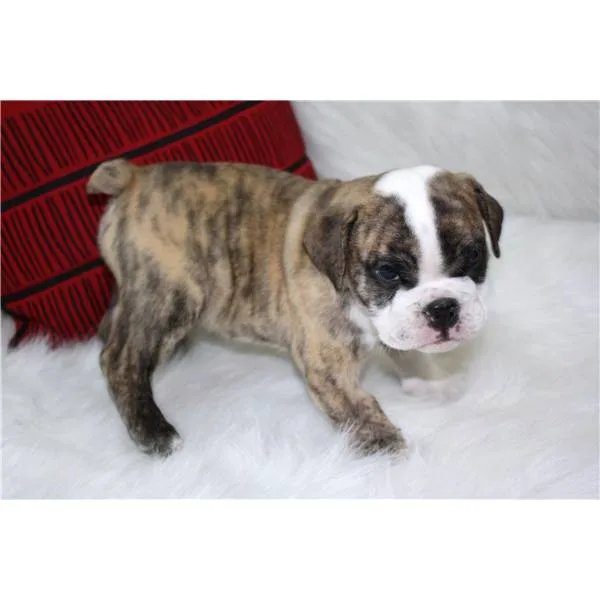 English bulldog puppies