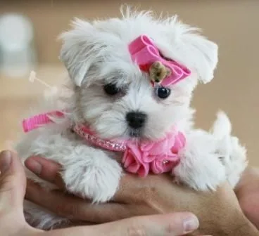 Two teacup maltese puppies