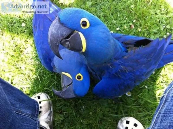 Adult and baby macaw parrots for sale