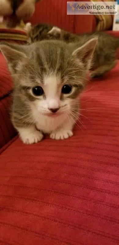 Munchkin Kittens