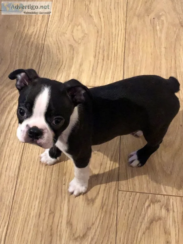 Stunning boston terrier pups available