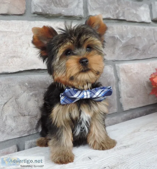 Home raised and house broken yorkies