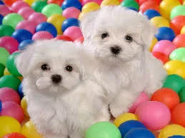 Two teacup maltese puppies