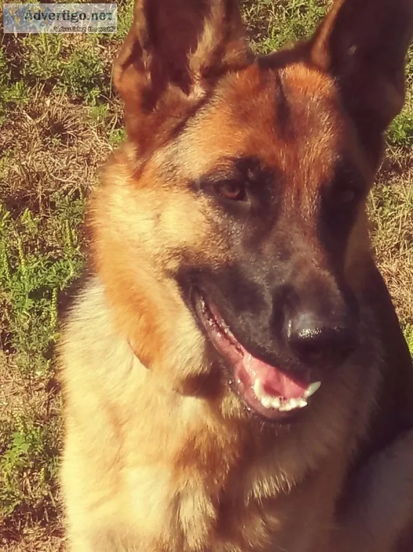German shepherd