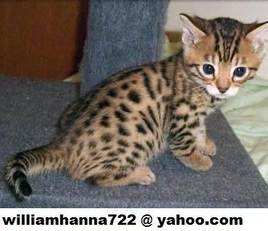 3 months Bengal kittens Seeking best homes.