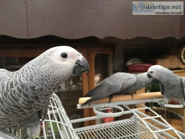 Pair of talking congo african grey parro