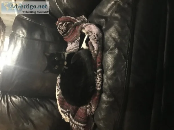 Two cats