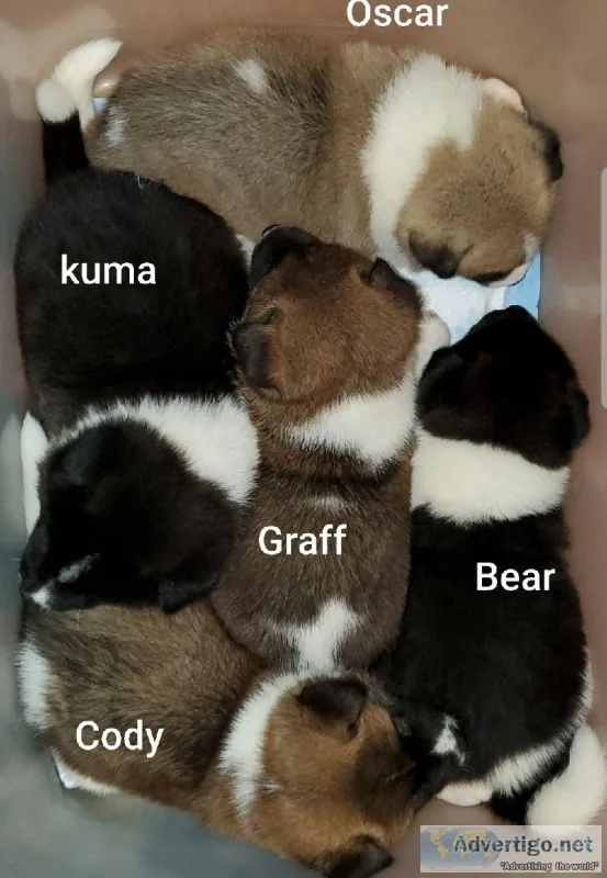 AKC Akita puppies for sale