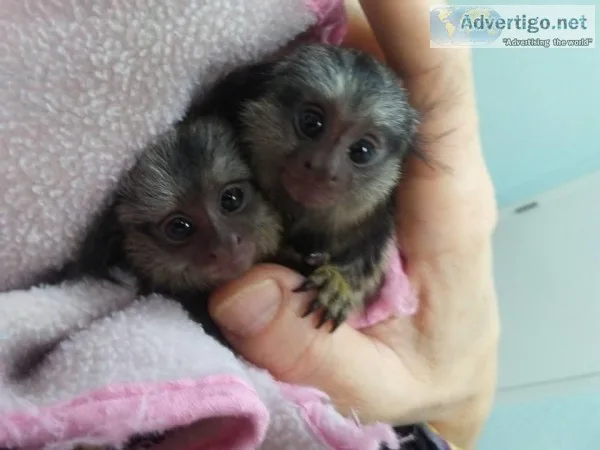 Monos titi pigmeo encantadores disponible