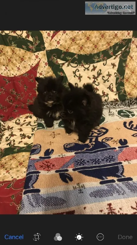 Pomeranian puppies