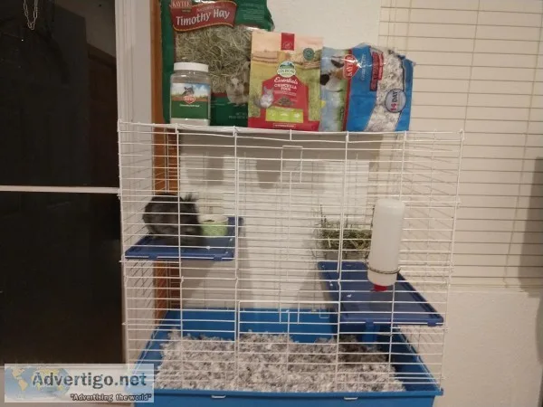 Chinchilla for sale