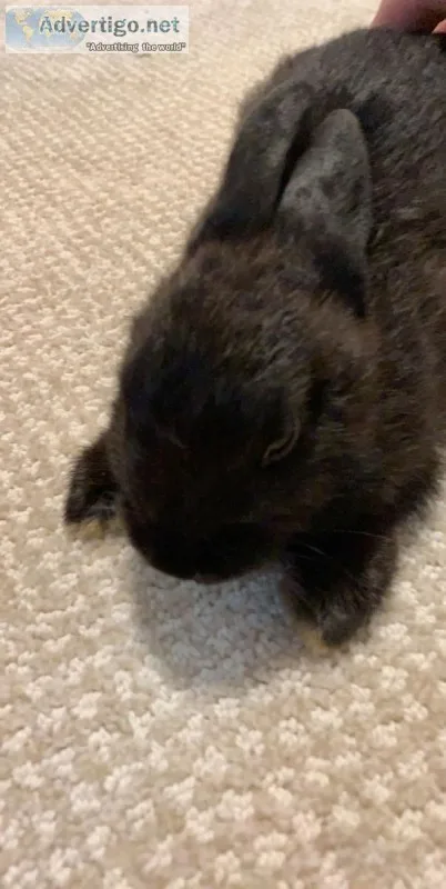 Netherland dwarf Bunny Large cage toys hay etc.