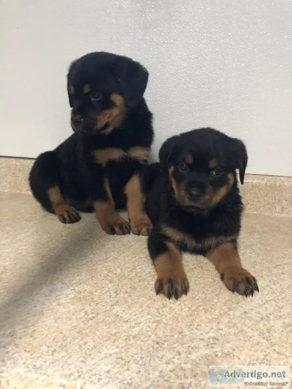 Pure Bred Rottweiler Puppies