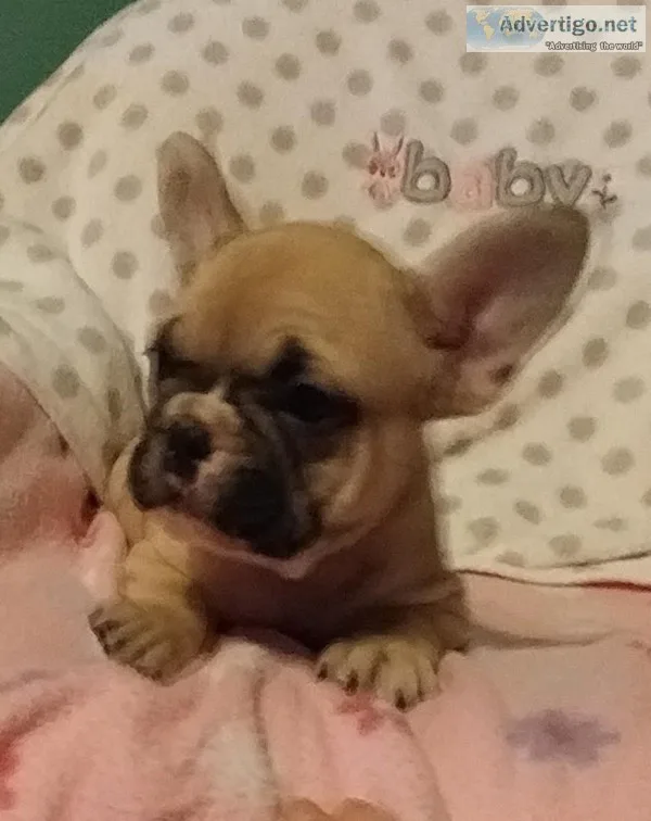 AKC French bulldog pups Ready for loving homes. Vet checkedshots