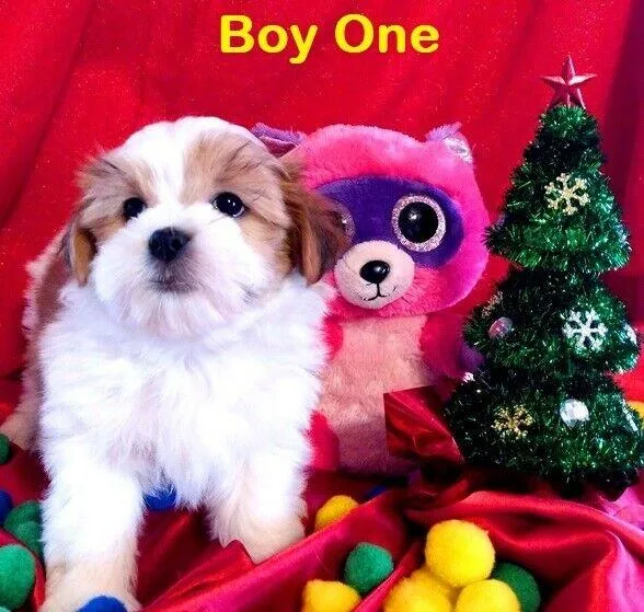 Beautiful Shih Tzu Maltese Puppies