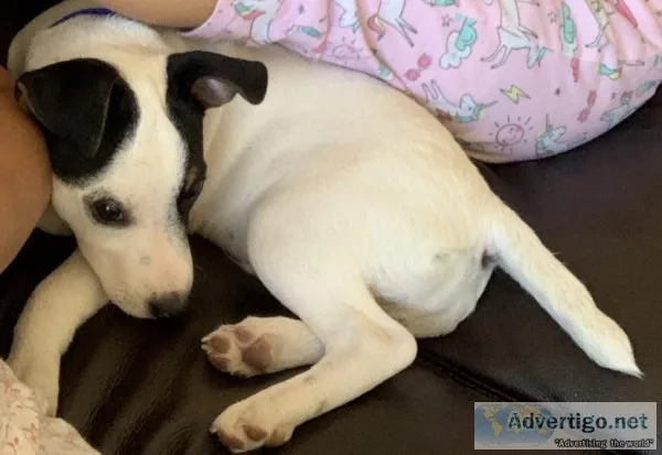 Jack Russel AKC registered