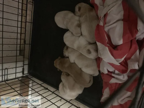 CHOW CHOW PUPPIES ARRIVING SOON