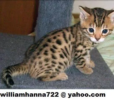 3 months Bengal kittens Seeking best homes.
