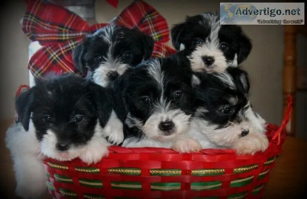 Schnorkie Puppies