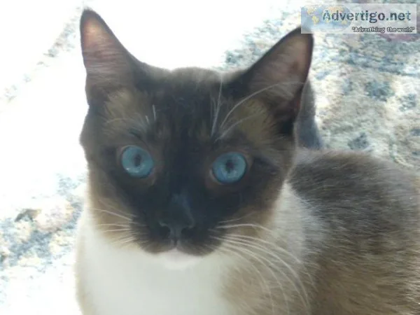 Male mixed Ragdoll and Siamese