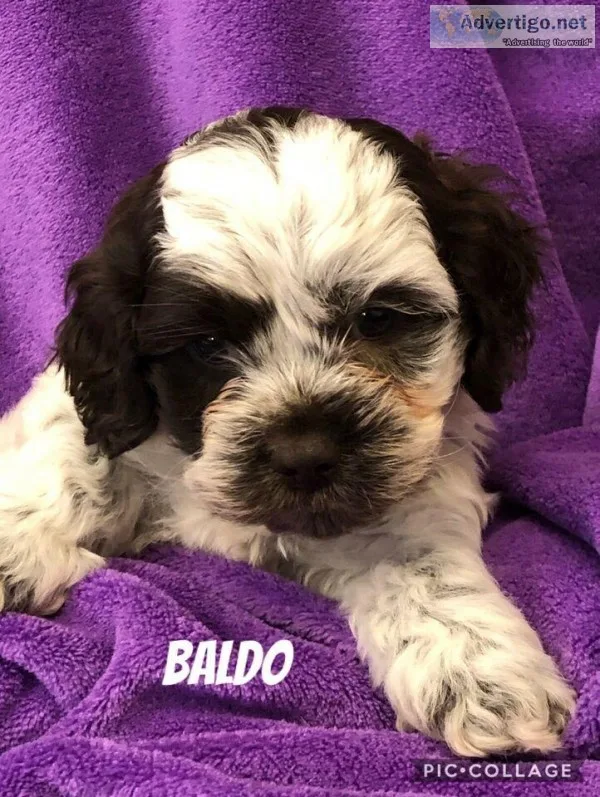 Sweet cockapoo puppies