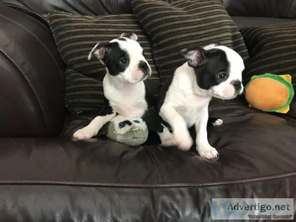 Adopt Black and white Boston Terrier Puppies(2183809108)