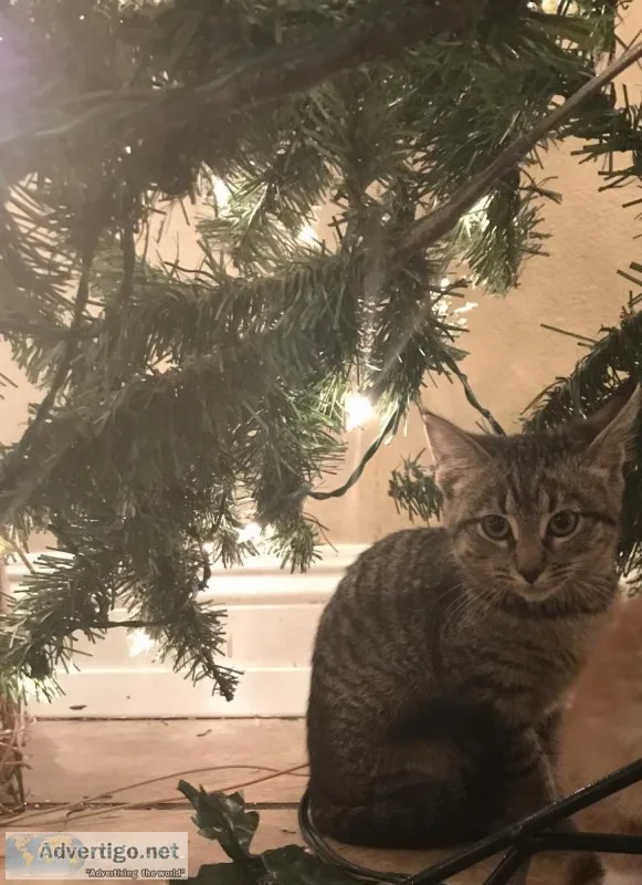 Free Kitty