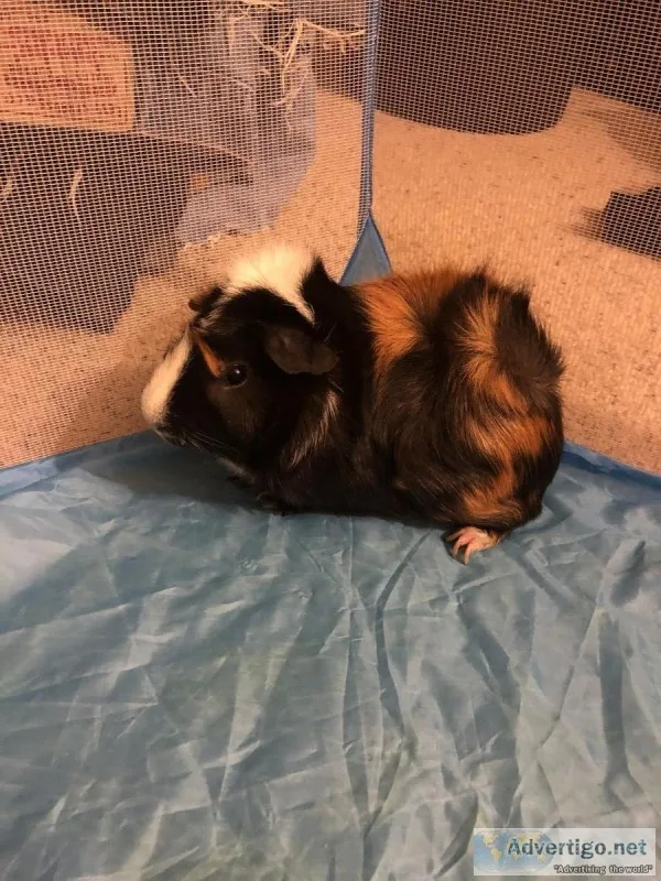 Guinea Pigs need new home