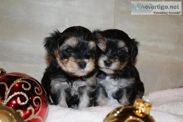 Teacup Morkies for sale