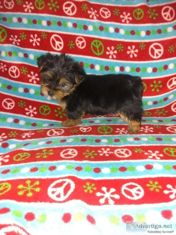 2 female Yorkie puppies