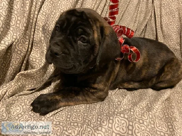 Mastiff puppies