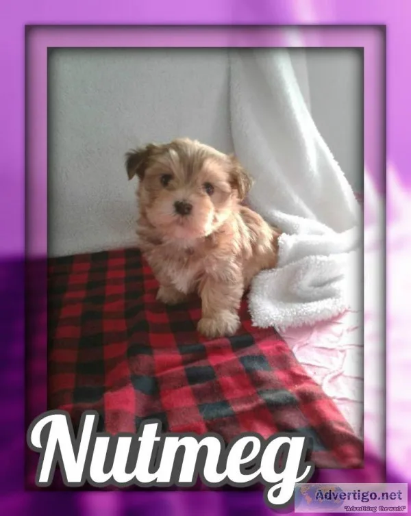 Nutmeg Female Morkie