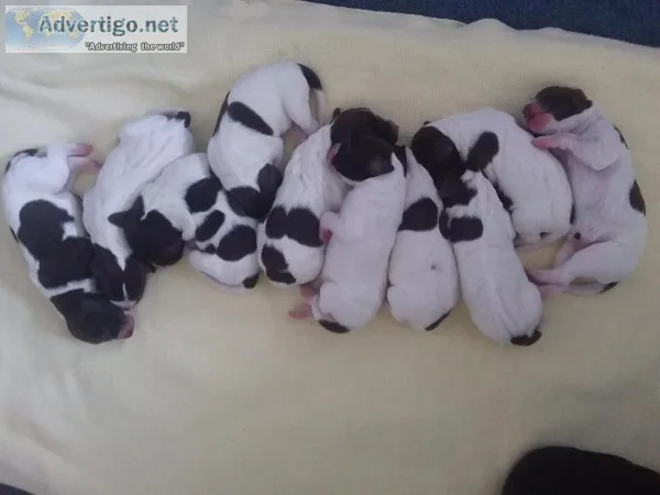 German Shorthair Pointers