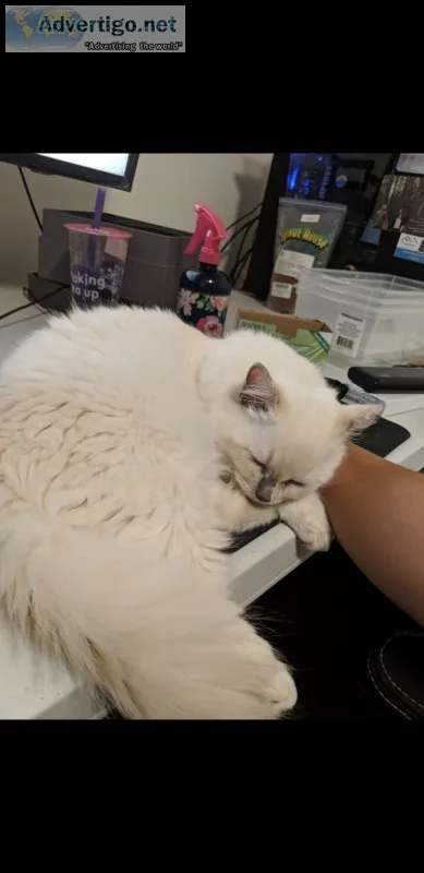 7 month old ragdoll kitten