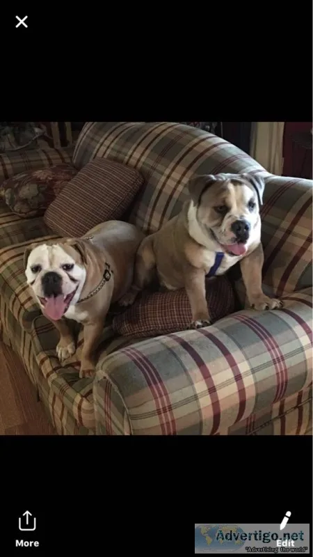 Olde English bulldogges