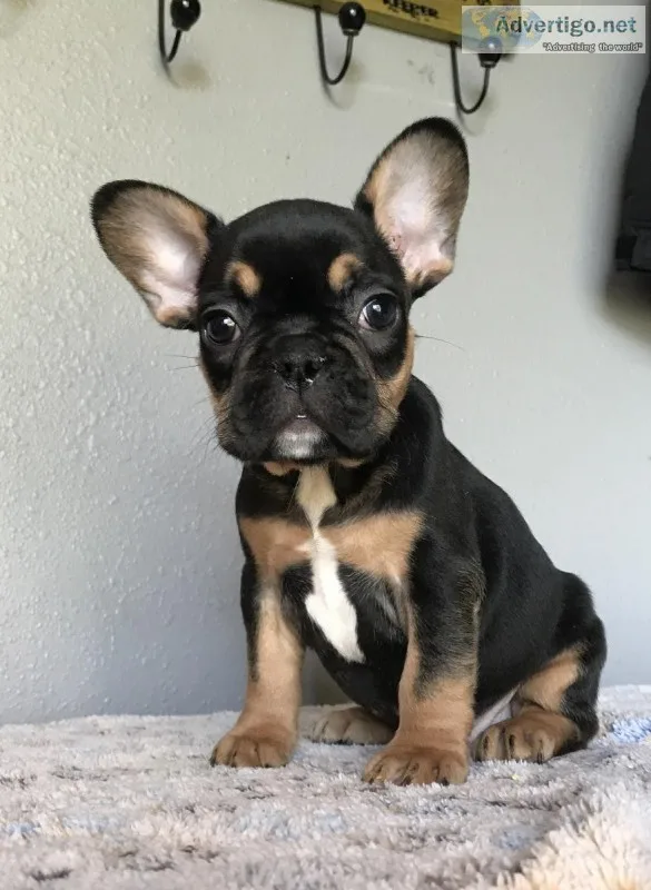 FRENCH BULLDOGS