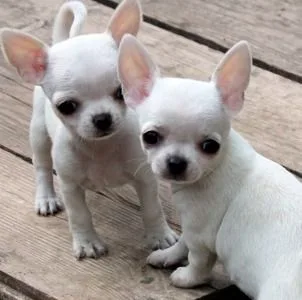 Chihuahua puppy