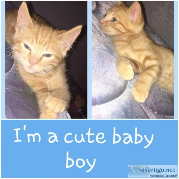 Kittens ready for a home