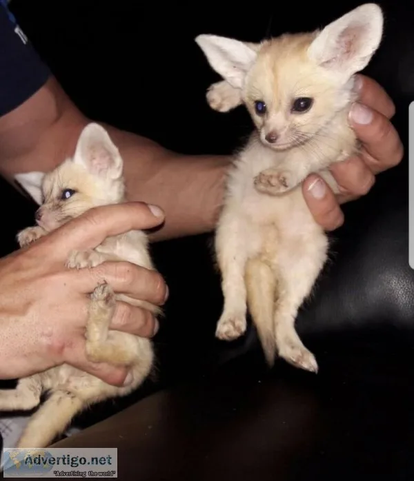 Domesticated fennec foxes