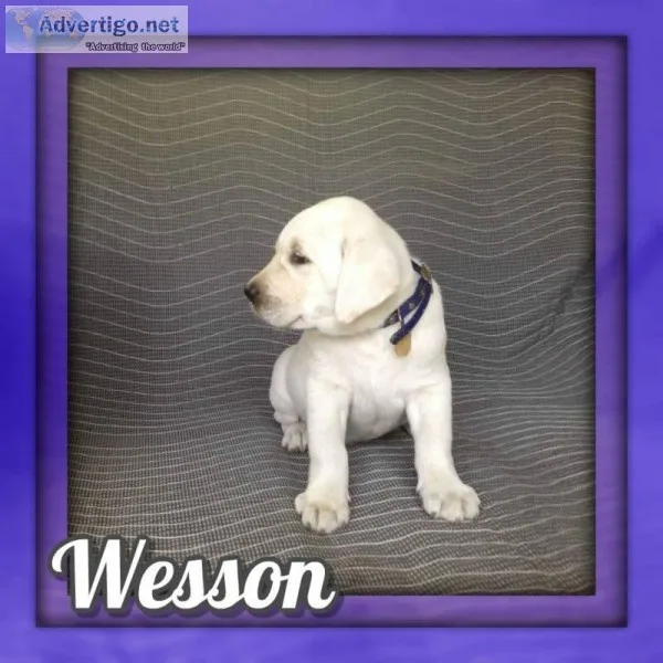 Wesson AKC Male Labrador Retriever