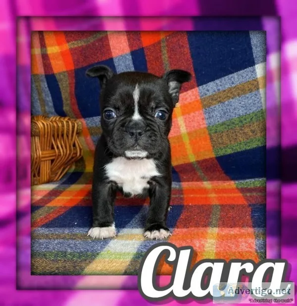 Clara Female Frenchton