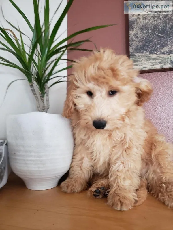 Beautiful XMAS F1B Mini Goldendoodle Puppies - READY TODAY